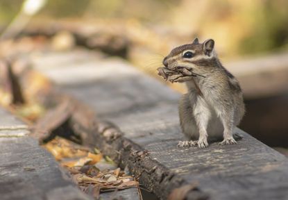 chipmunk