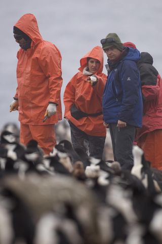 chinstrap penguins being studied on Deception Island.