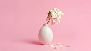 Pink, Still life photography, Still life, Flower, Vase, Plant,