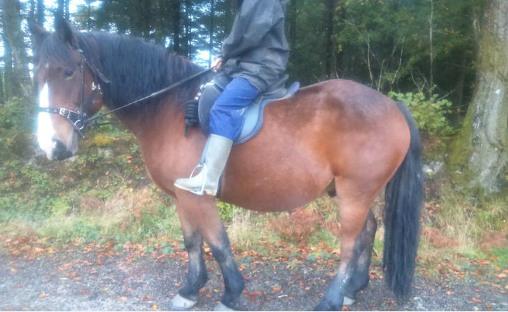 welsh section d for sale