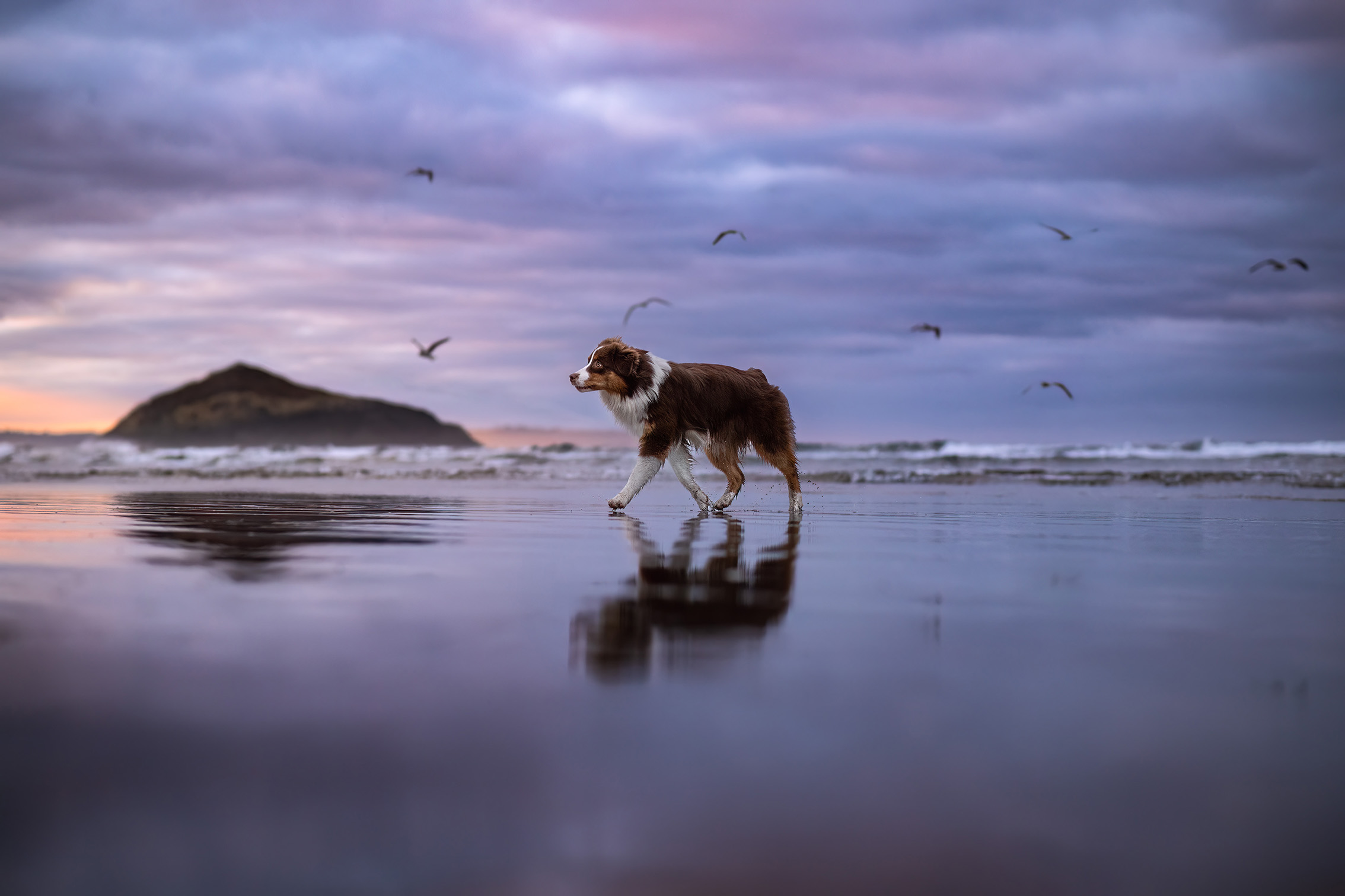 A brown and white dog walks along a wet beach at sunset, with birds flying overhead and a distant rocky island in the background
