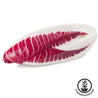 Endive Seeds - Red Treviso