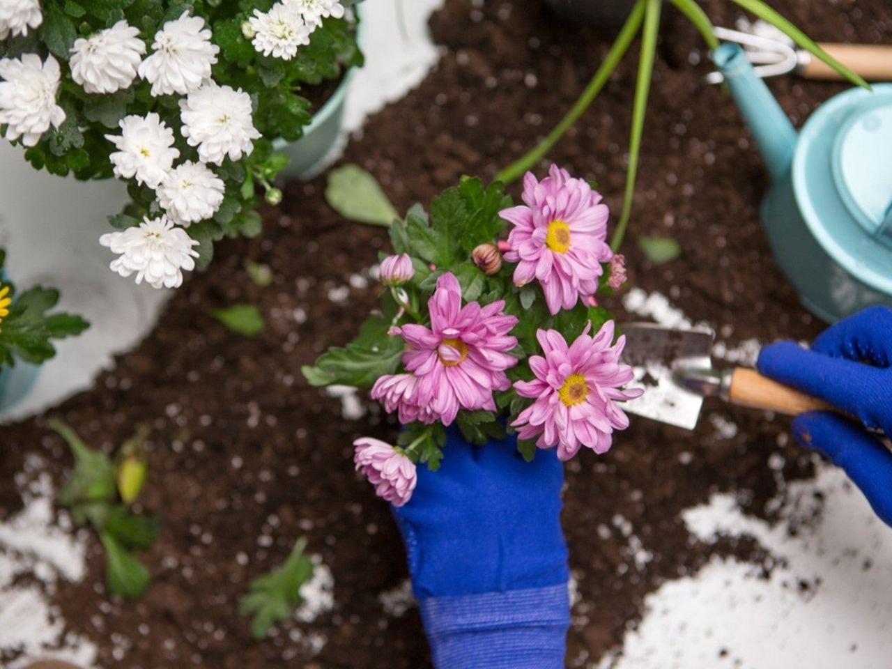 A gardener holds a small pink mums plant