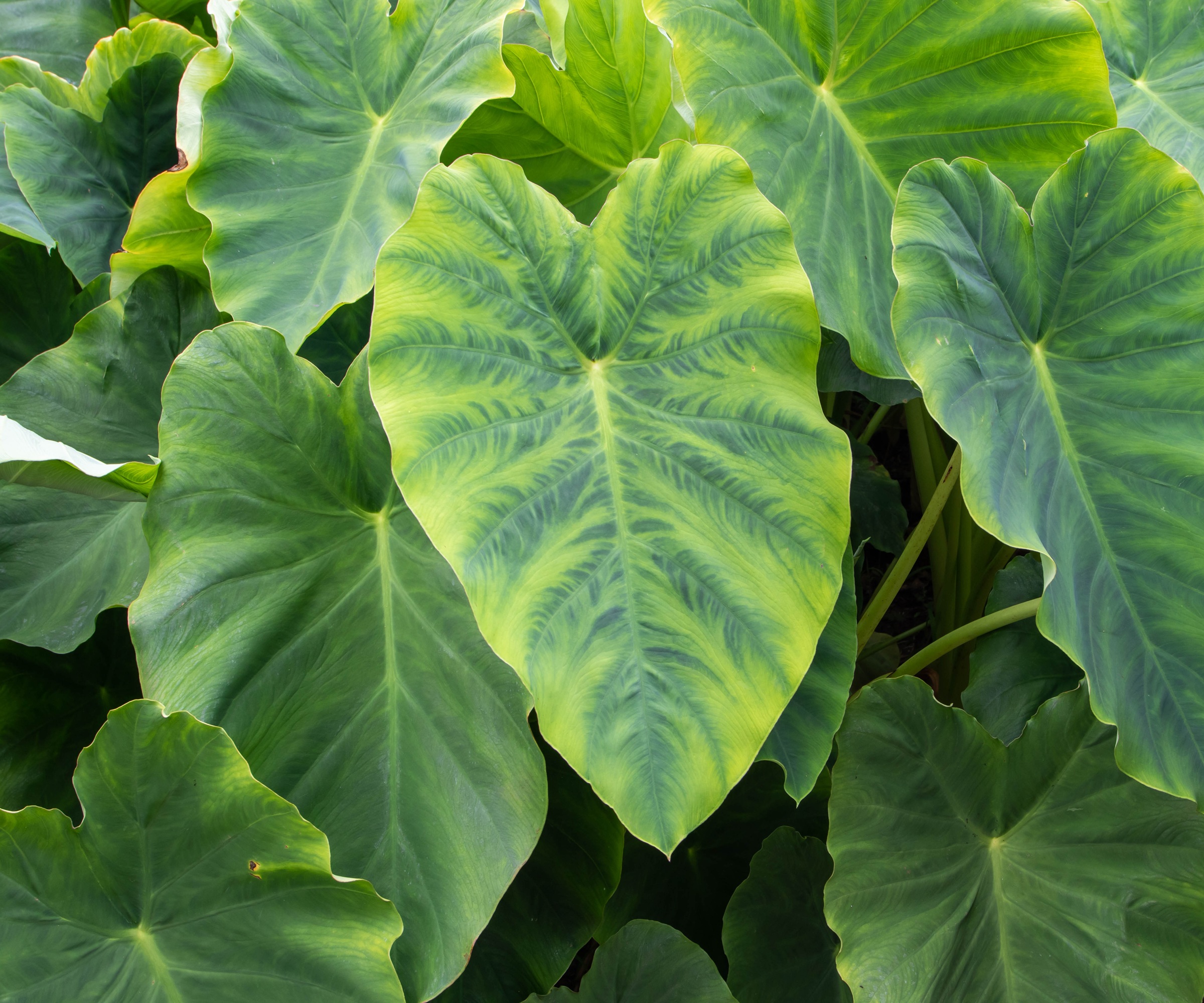 Elephant Ears, Kalo, Taro