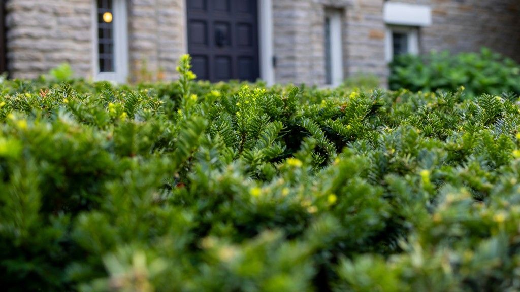 A yew hedge in front of a house