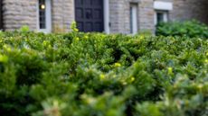 A yew hedge in front of a house