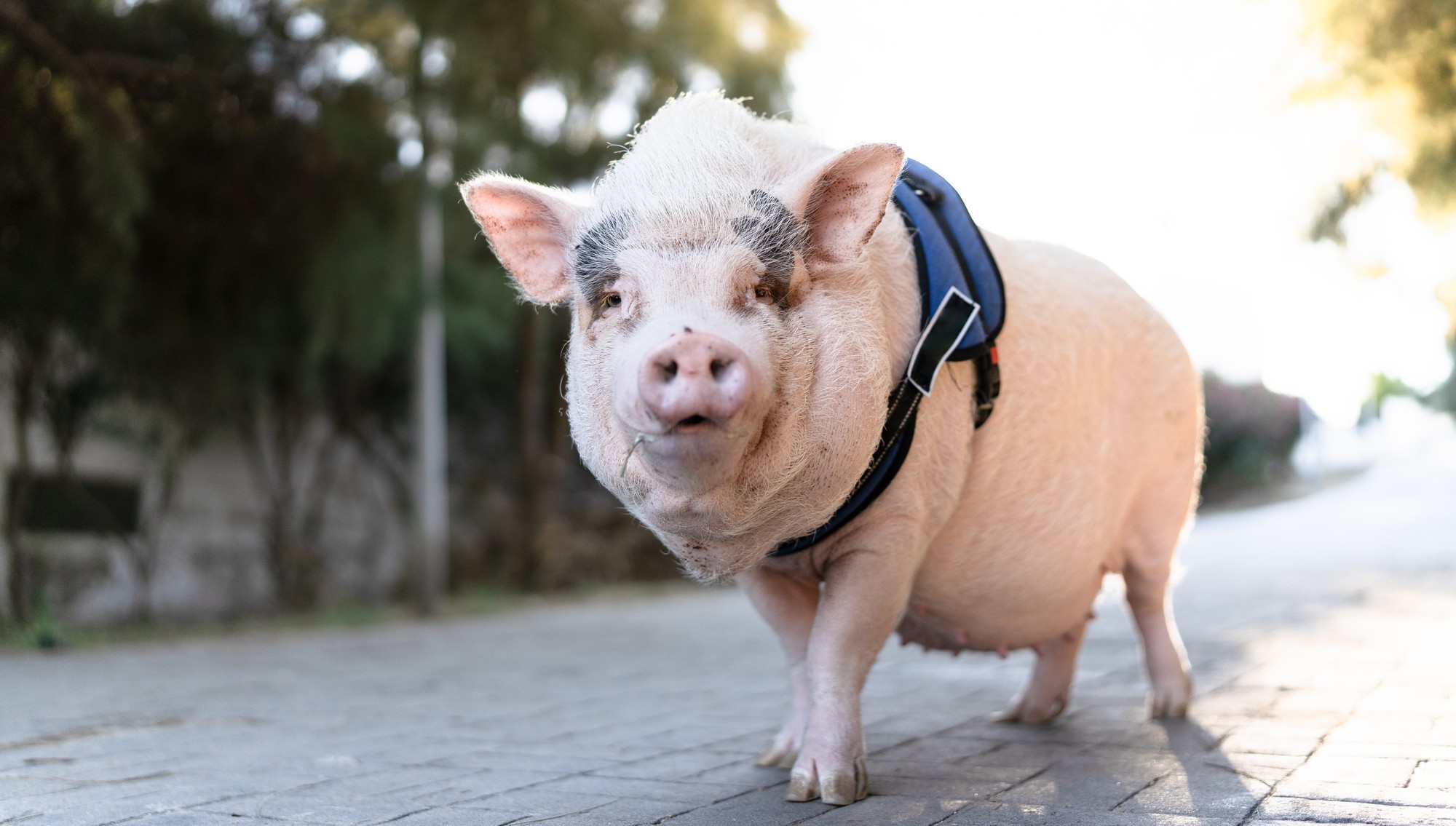 A pig in a harness used to walk on a leash.