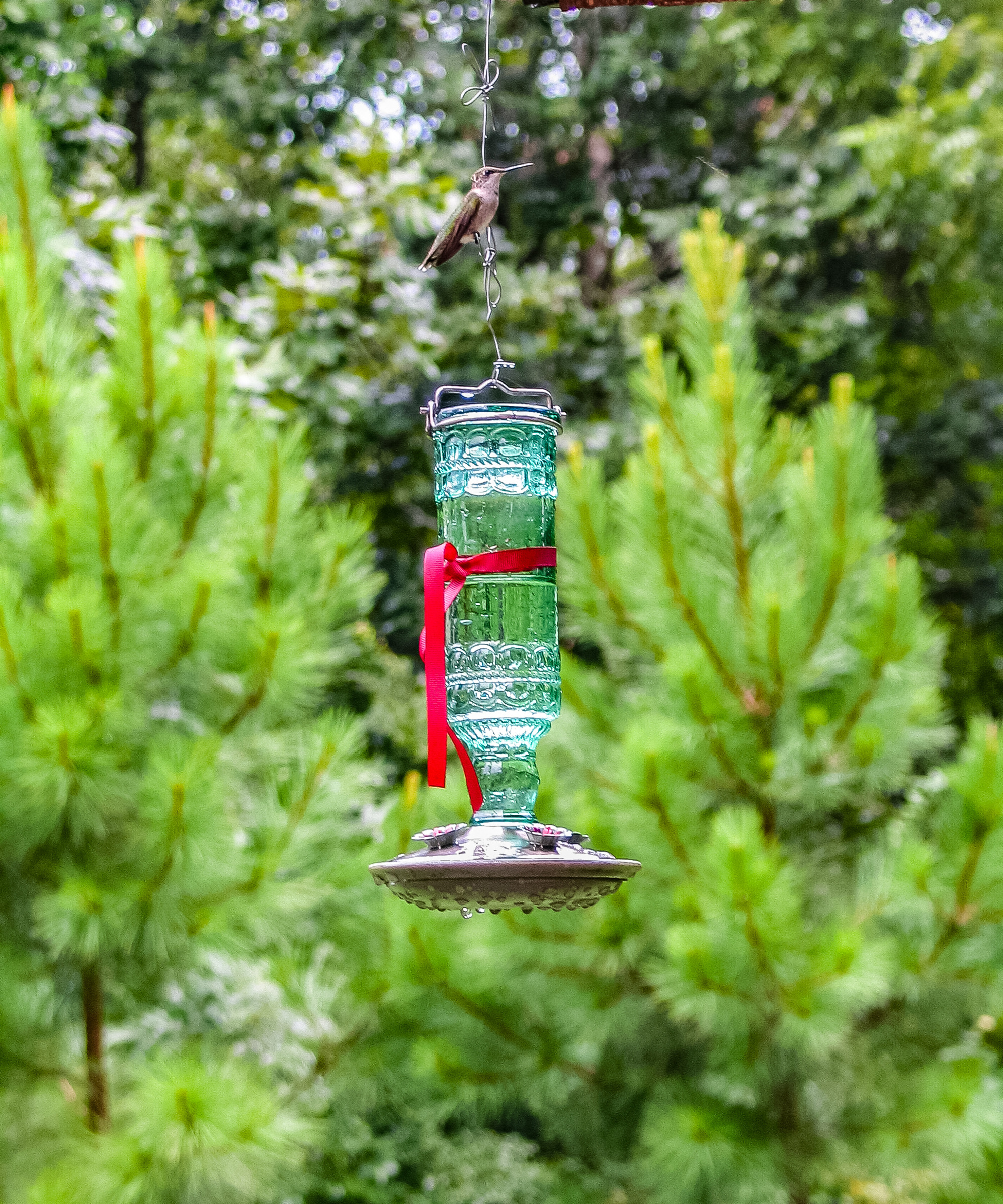 red ribbon tied around hummingbird feeder