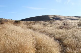 A characteristic sagebrush steppe rangeland where cheatgrass has invaded and choked out most of the desirable grasses and native plants, causing a fire hazard.