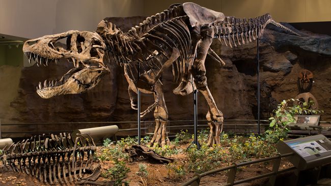 Tyrannosaurus rex: Facts and photos of the dinosaur king Live Science Tyrannosaurus rex: Facts and photos of the dinosaur king Live Science
