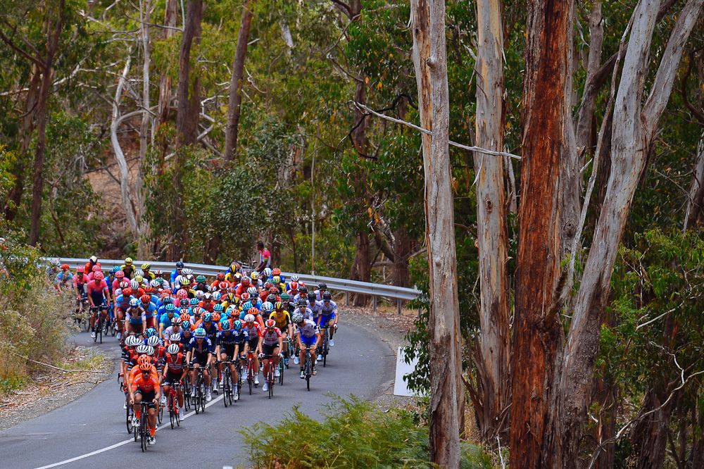 The peloton in action during stage 3 at the Tour Down under