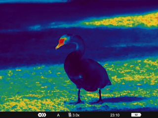 Night vision image of a swan taken on a Pulsar Telos XQ35