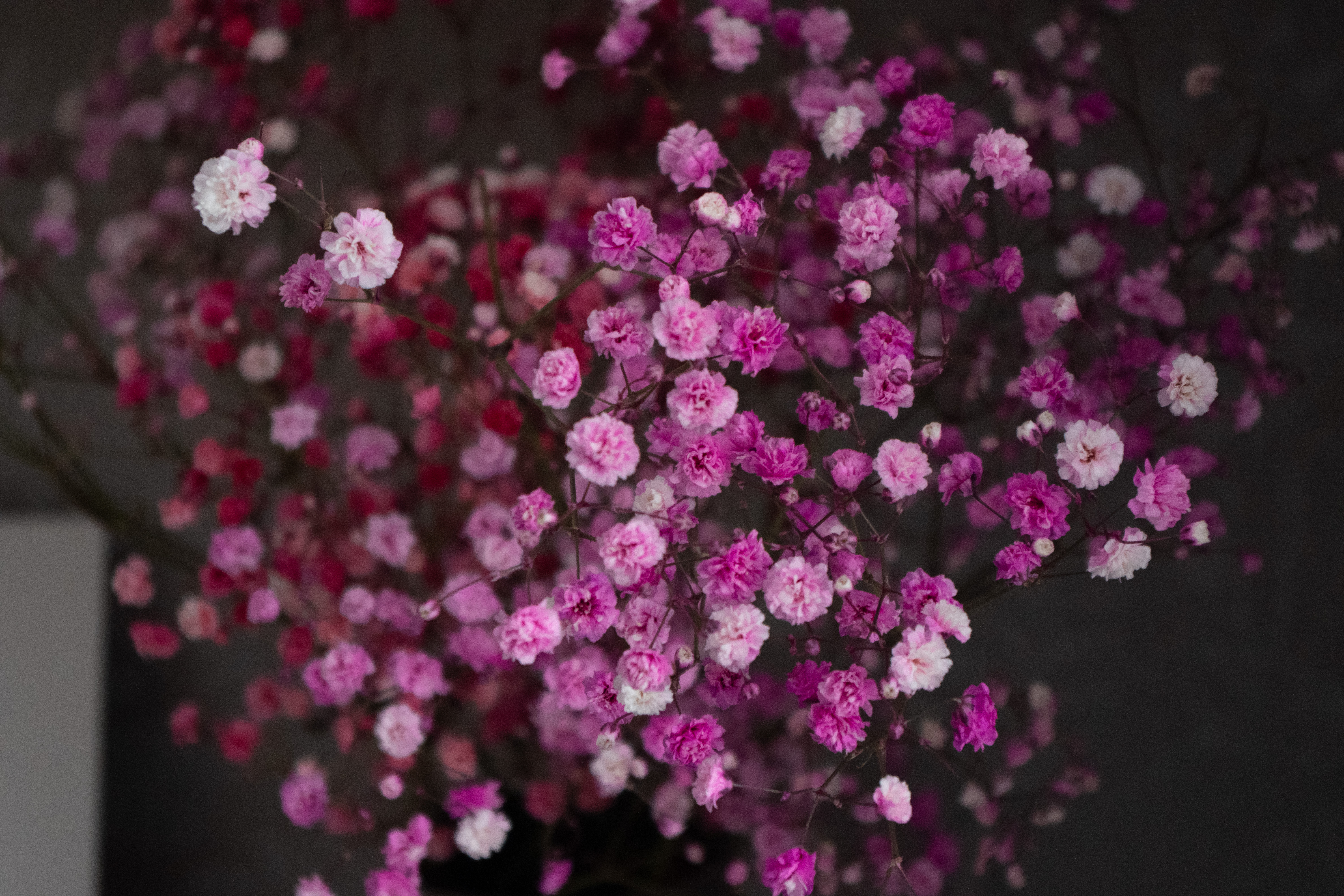 Picture of a bunch of pink flowers taken using the Pentax KF