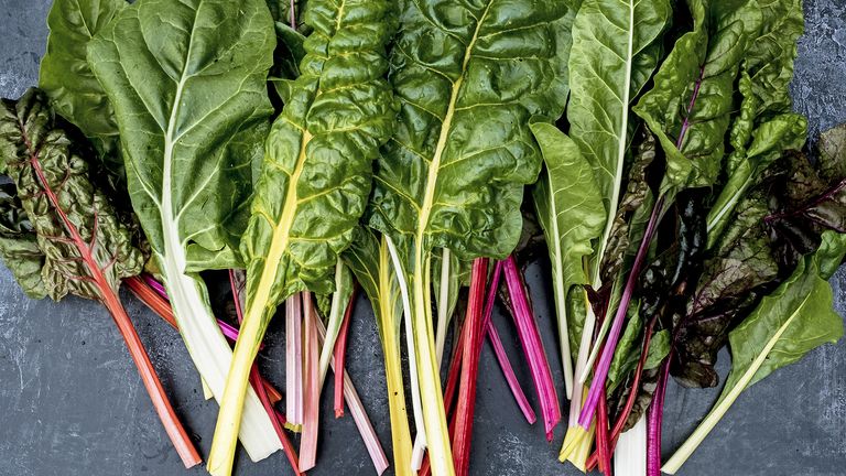 When to harvest Swiss chard – close up of a bunch of freshly picked Swiss rainbow chard on grey background