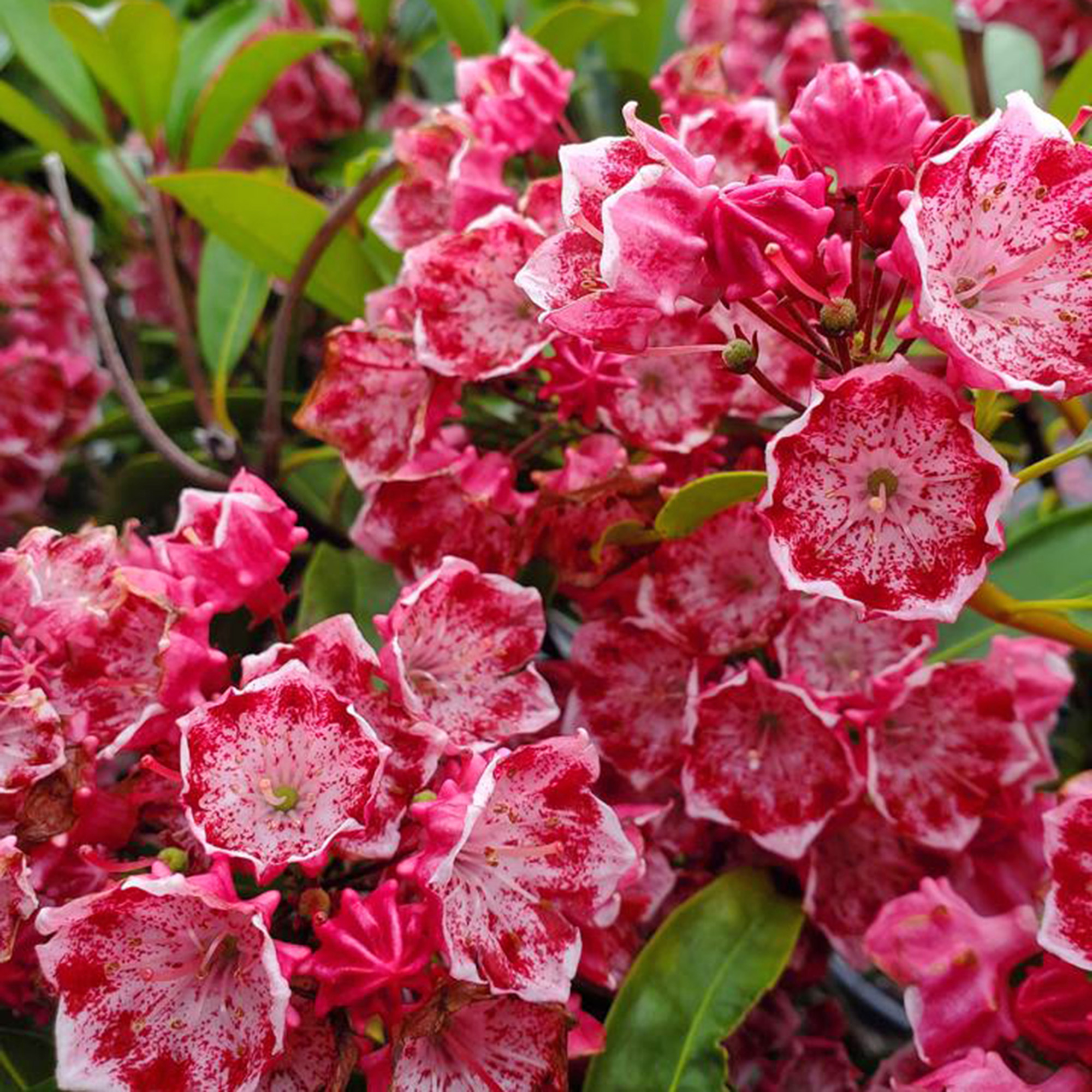 Kalmia Latifolia 'Kaleidoscope'