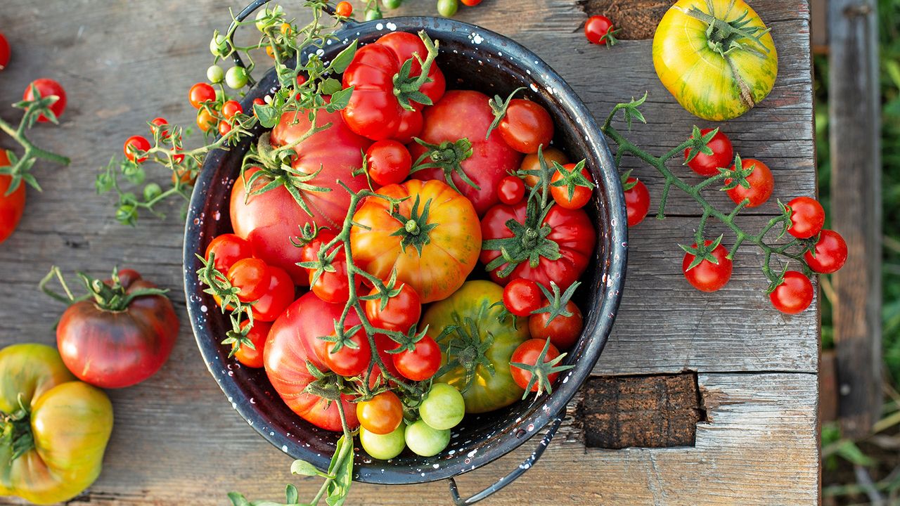 Freshly picked tomatoes of different varieties