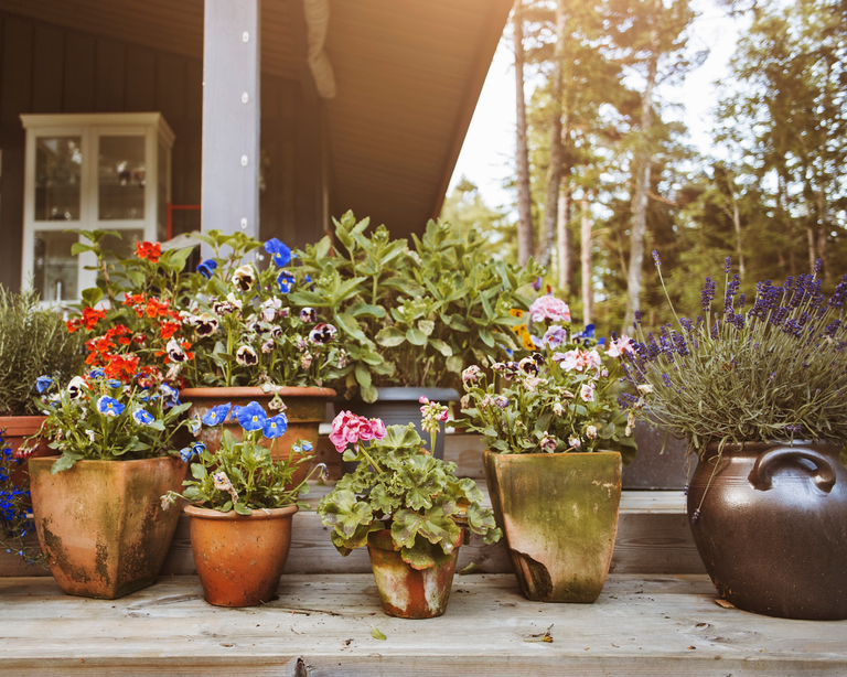 Stop pot plants from drying out with gardening expert David Domoney's