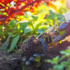 Planting young hydrangea in the fall