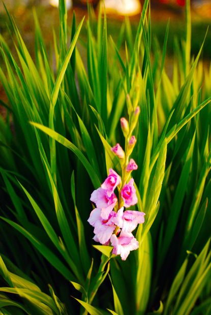 Blooming Gladiolus Plant