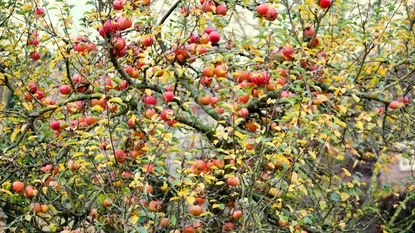 Red apples in apple tree, Autumn