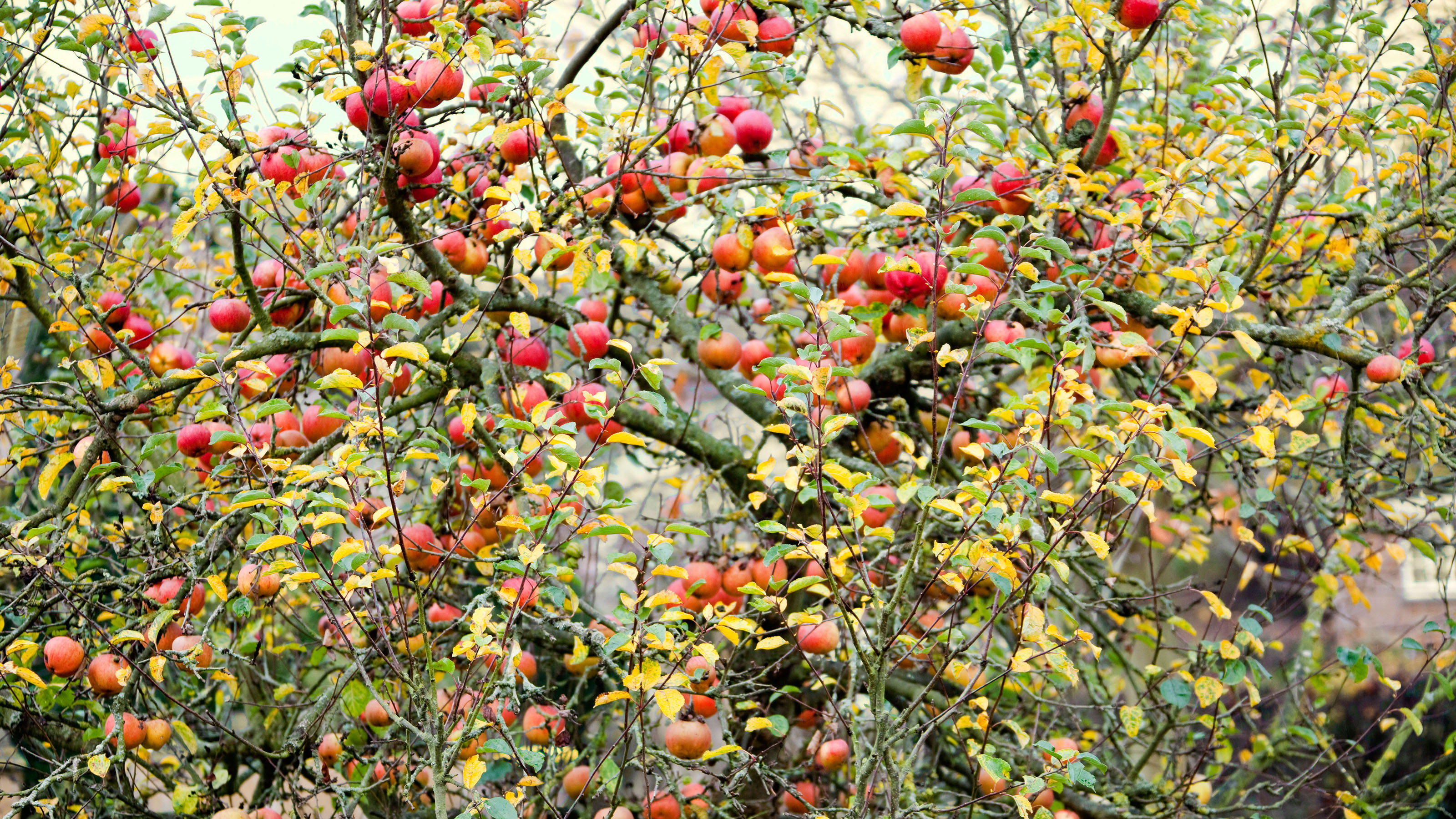 how-to-prune-apple-trees-must-know-advice-for-how-and-when-gardeningetc