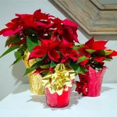 Poinsettias wrapped in red and gold foil