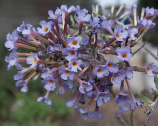 purple flowers of a buddleia