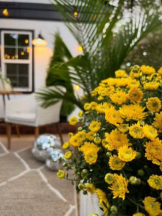 Close up of yellow mums in container with palm in the background and disco ball