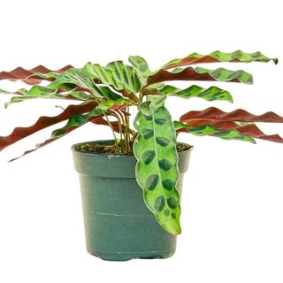 Rooted Rattlesnake Calathea, Calathea Lancifolia