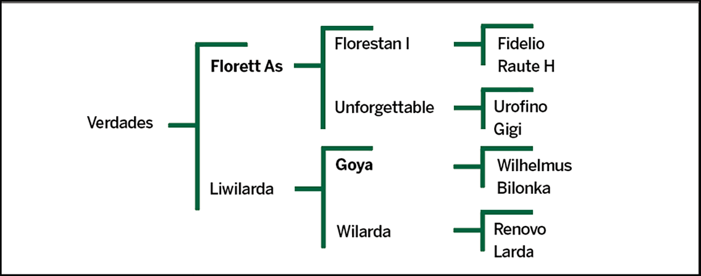 Verdades breeding pedigree