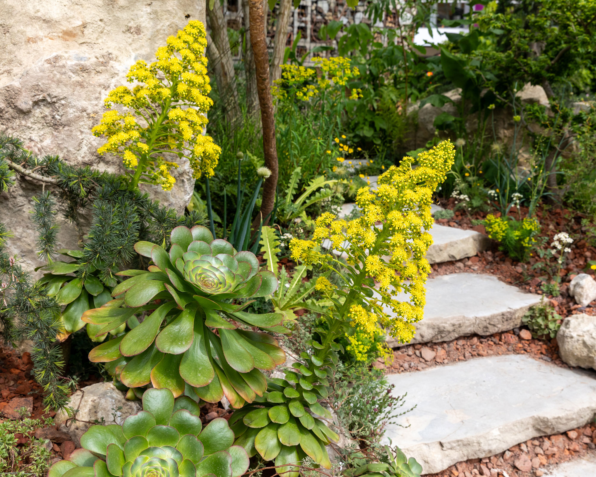 drought tolerant planting design featuring aeonium, stone steps and crushed stones
