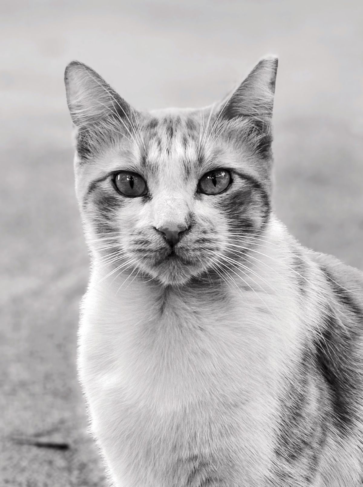 GuruShots - Monochrome Moments Jan 26