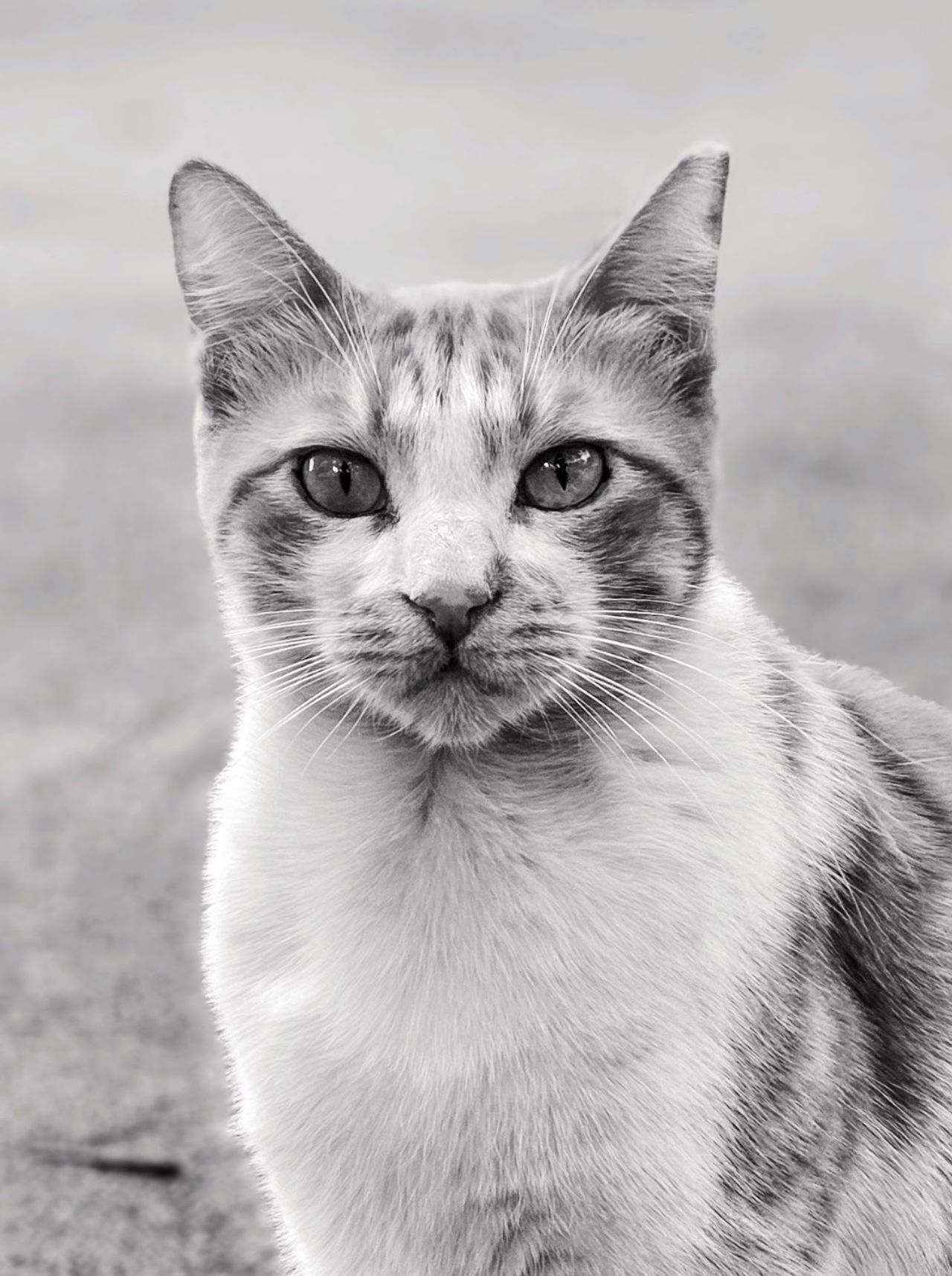 GuruShots - Monochrome Moments Jan 26