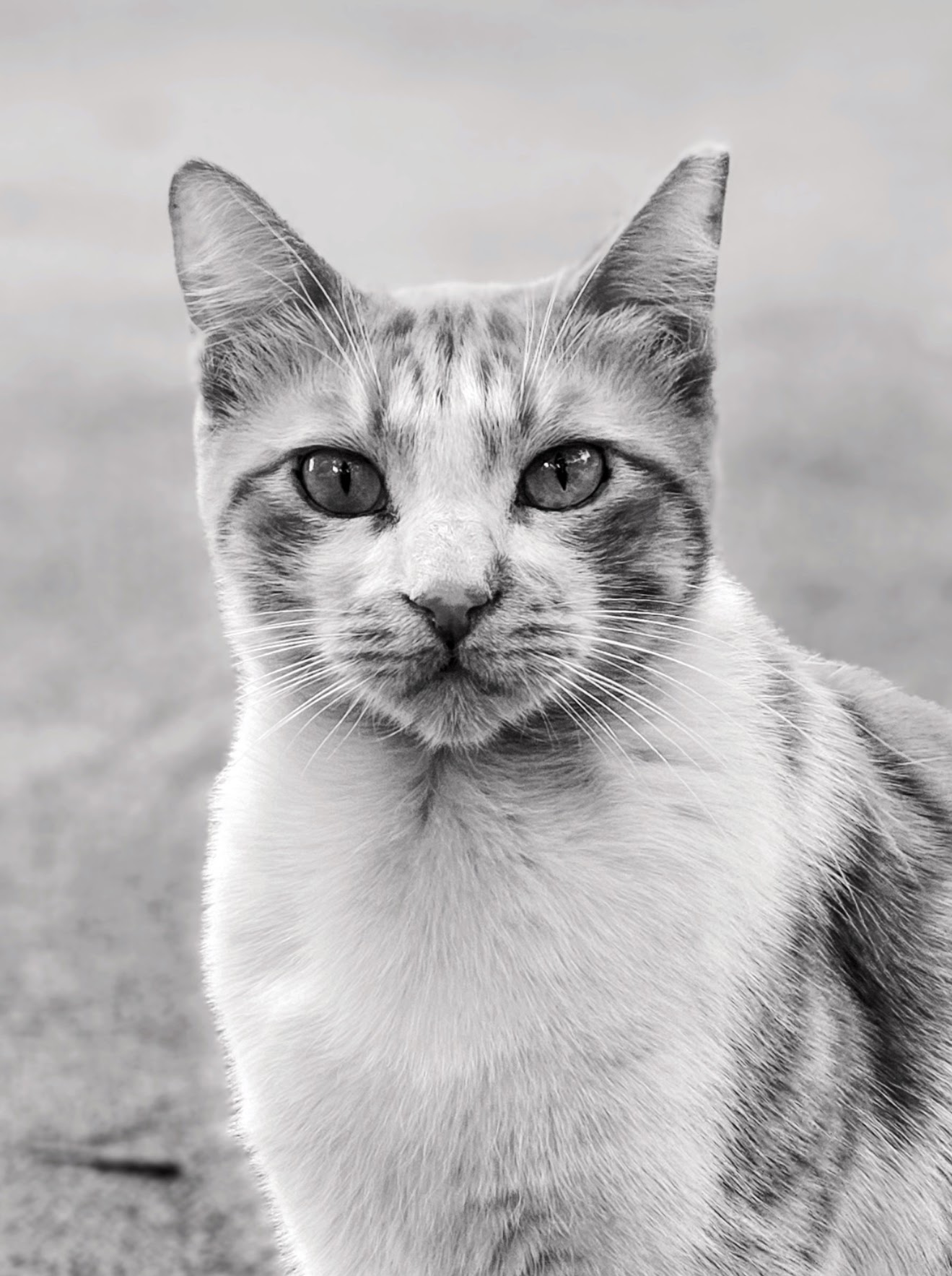 GuruShots - Monochrome Moments Jan 26