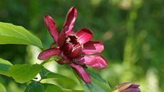 Calycanthus, or spicebush, in bloom with crimson flowers in a sunny garden border