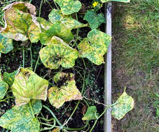 Yellowing leaves on cucumber plant