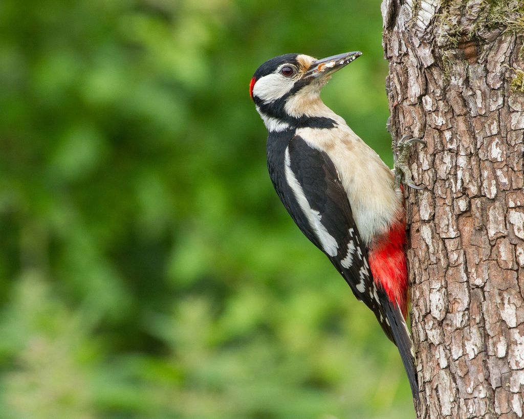 Experts Share How To Stop Woodpeckers From Pecking Your House Homes   SNfu4CXxDyFZt5fZxdkGAn 1024 80 