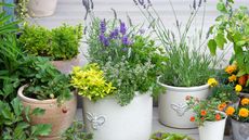 How to plant a herb pot Step-by-Step. Pretty herb planter planted with lavender, lemon thyme, golden oregano, variegated sage, rosemary, chives and parsley.