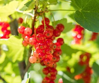 Red currants on a currant plant