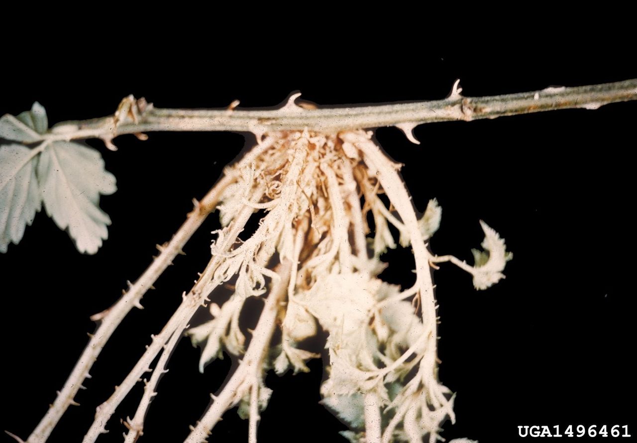 Witches&amp;#39; Broom Fungus On Blackberry Plant