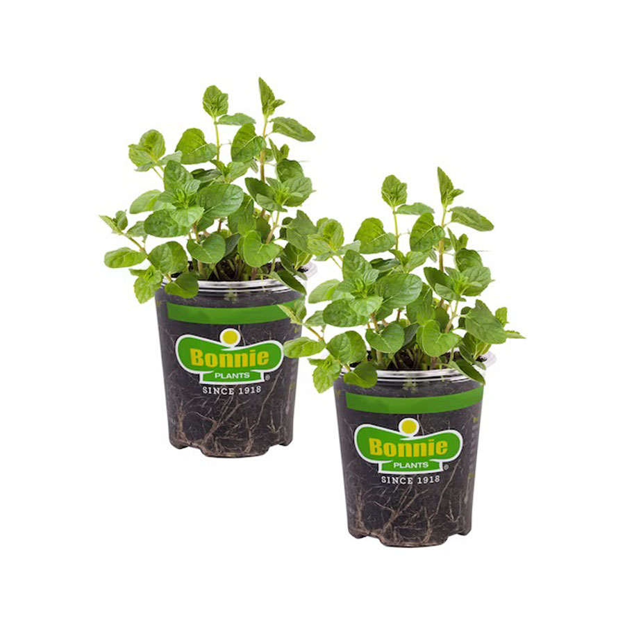 mint plant