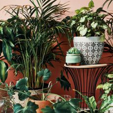 Potted houseplants in outdoor living space