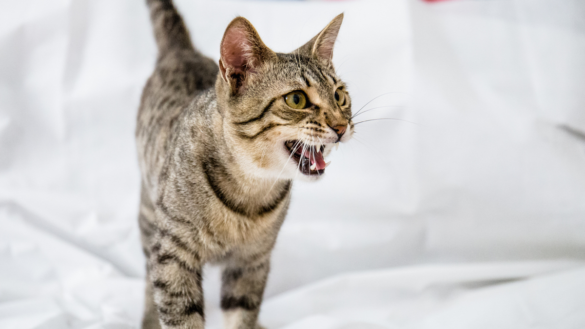 Cat showing his teeth and hissing on the bed