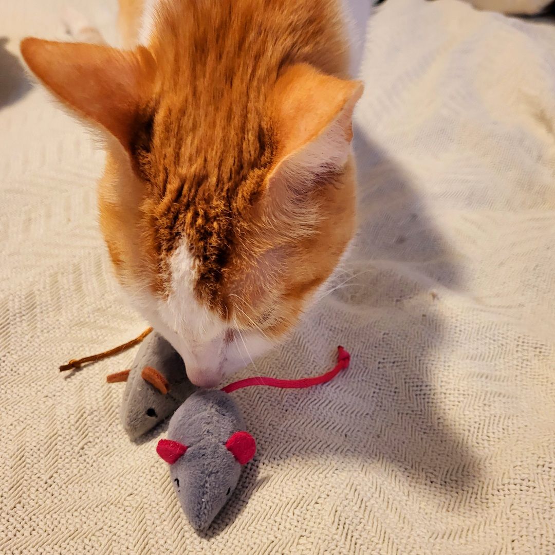 Julie's cat sniffing two of the frisco mice with catnip