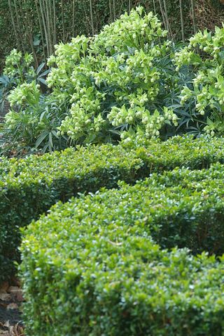 Edging plants: box hedging (buxus sempervirens)