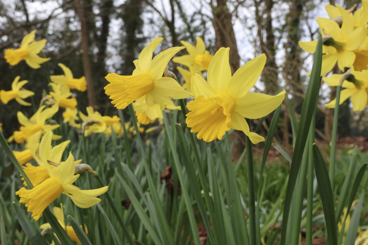 Dafodills on a cloudy day, from a low angle