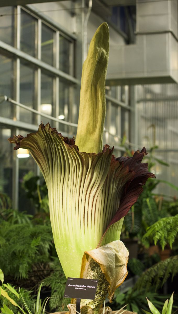 Photos Stinky 'Corpse Flower' Blooms Live Science