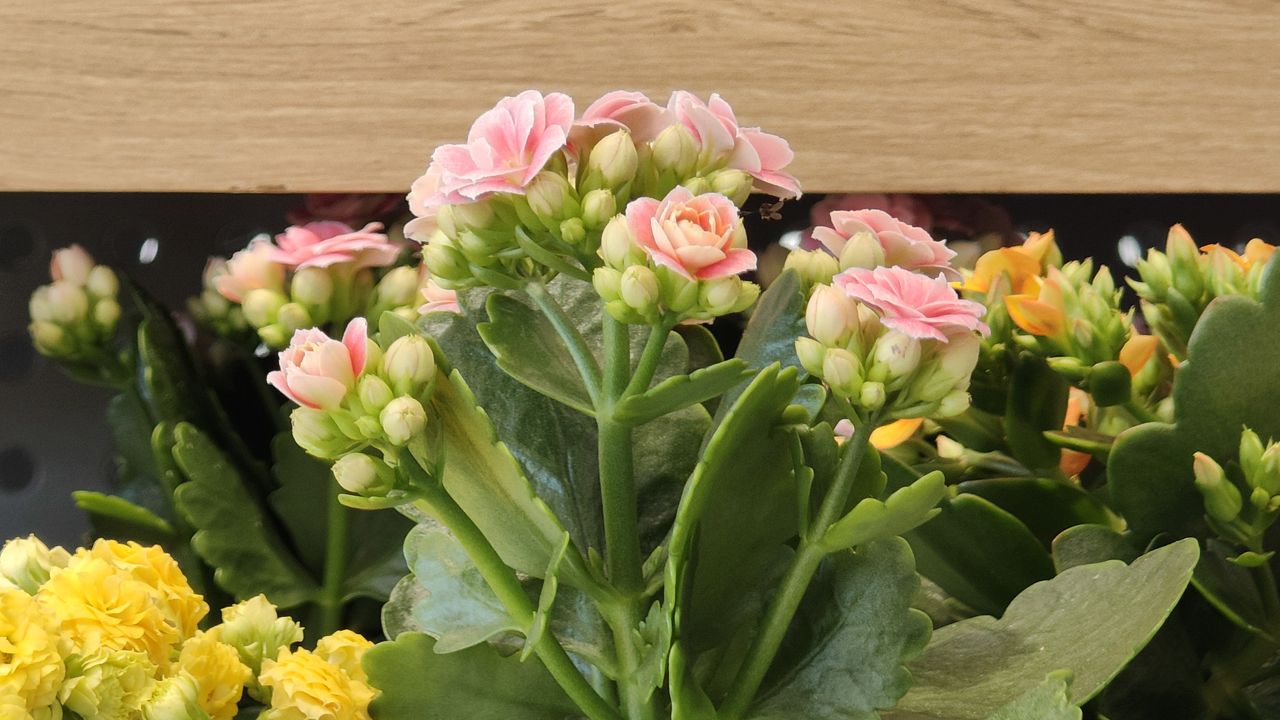 Nothing Phone (3a) Pro review camera sample