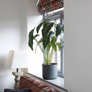 plant in grey pot near window