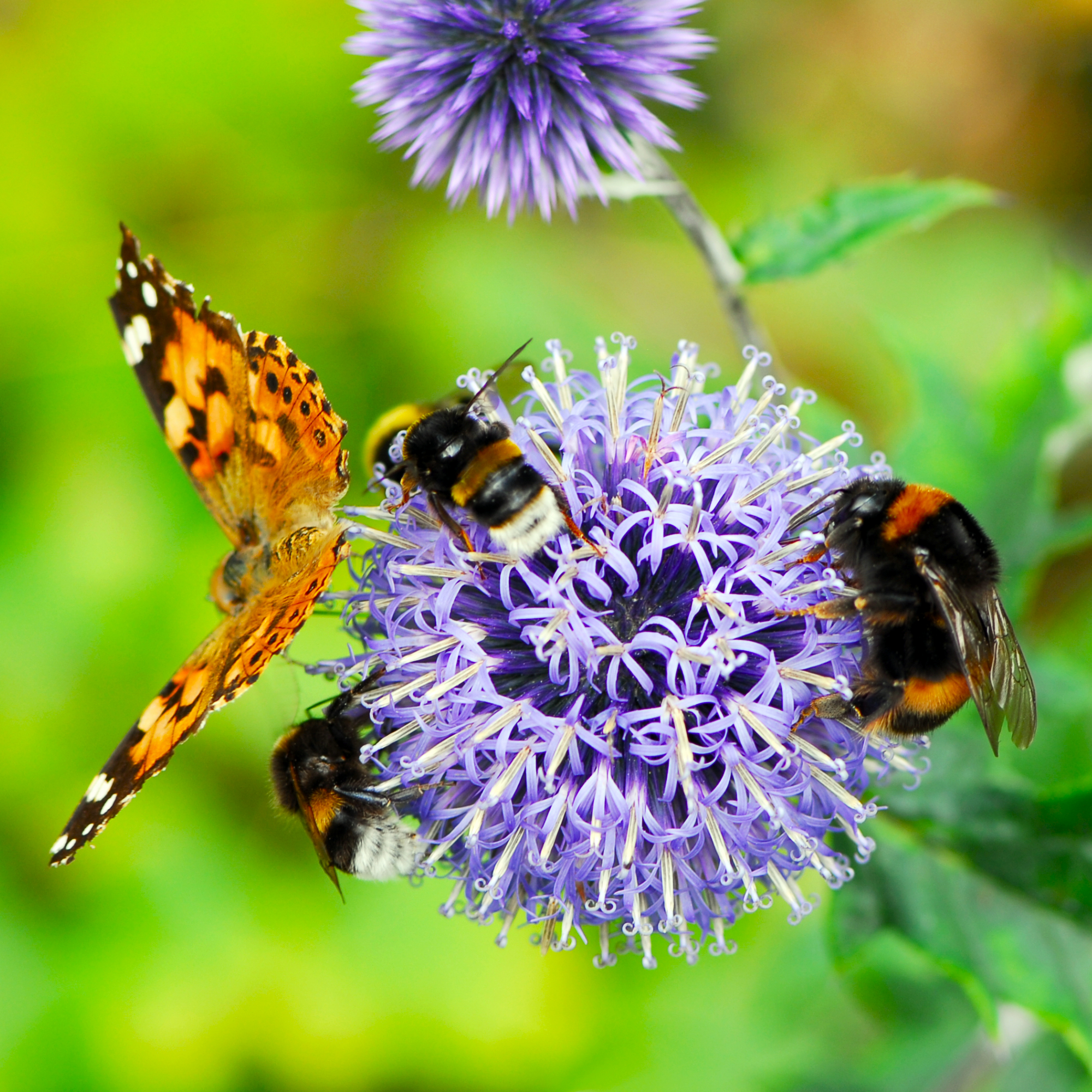 butterfly and three bumblebees feeding on nectar from a purple echinops ritro flower